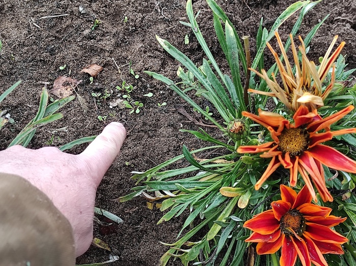 Проросшие семена гацании