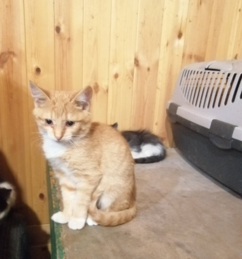 На даче в Подмосковье брошены 5 котят