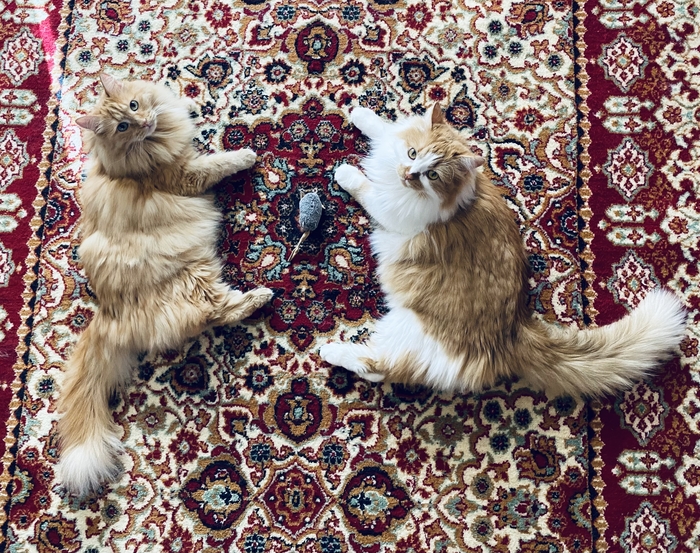 ����������� ���������� �����