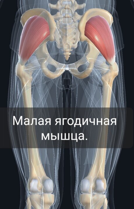 Малая ягодичная мышца | Пикабу