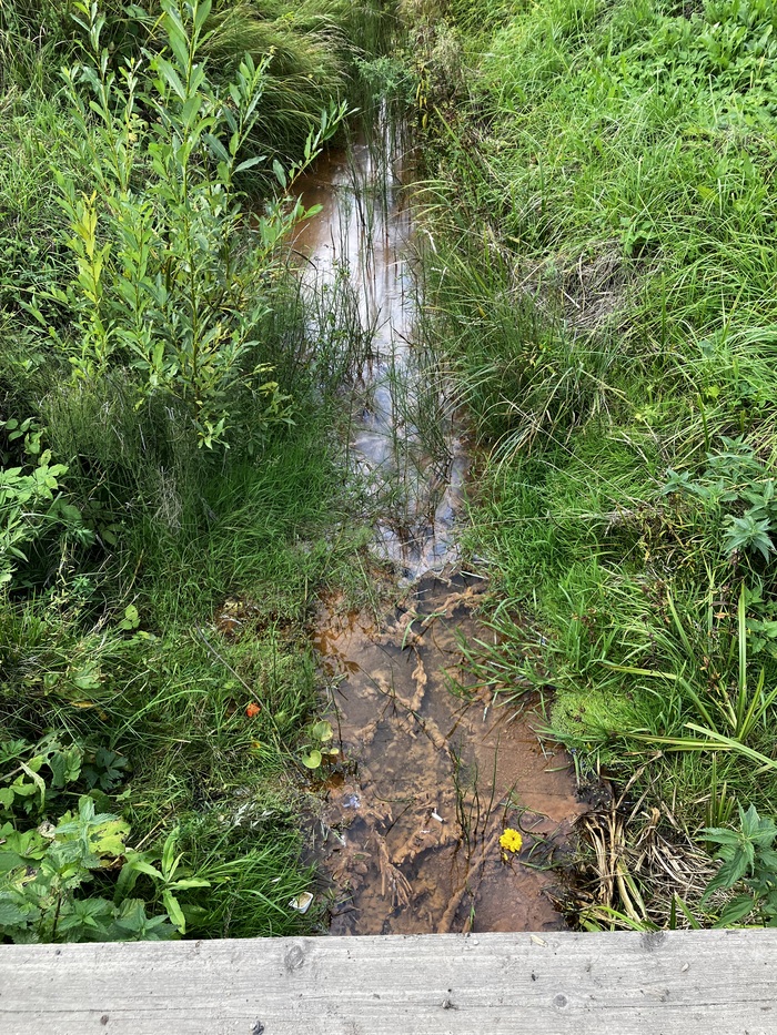 Одно из воспоминаний детства - пиявки в этих канавах. В прозрачной воде их хорошо было видно