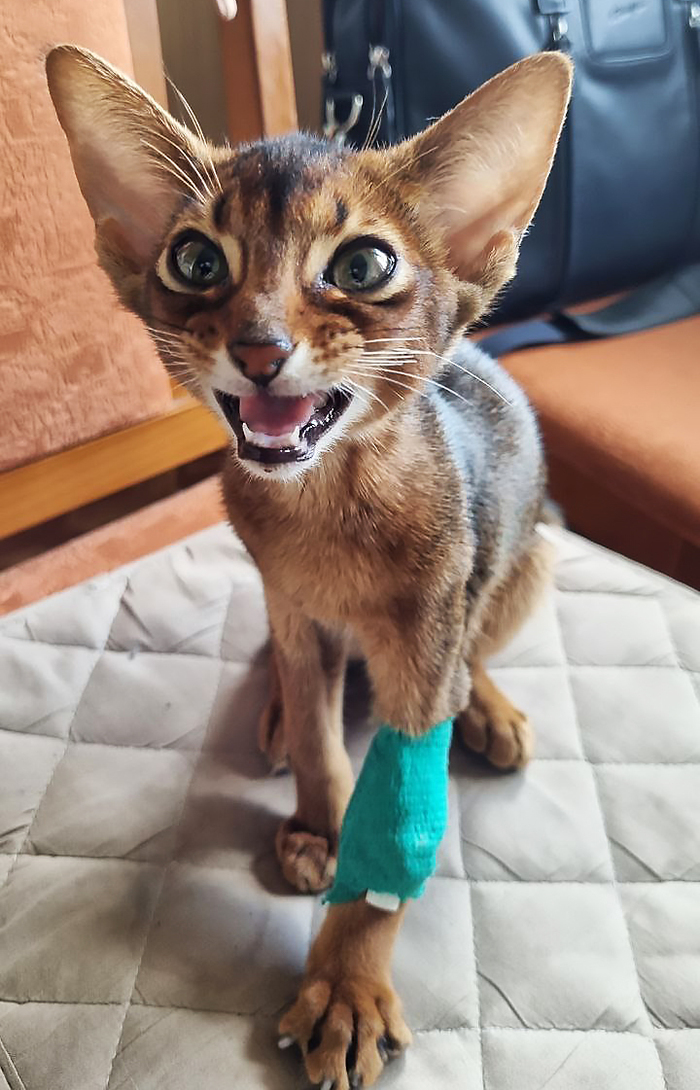 Кот тоже не понимает, зачем ему обратно