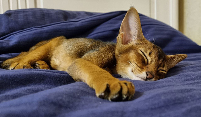 радостно спит: капельницы кончились