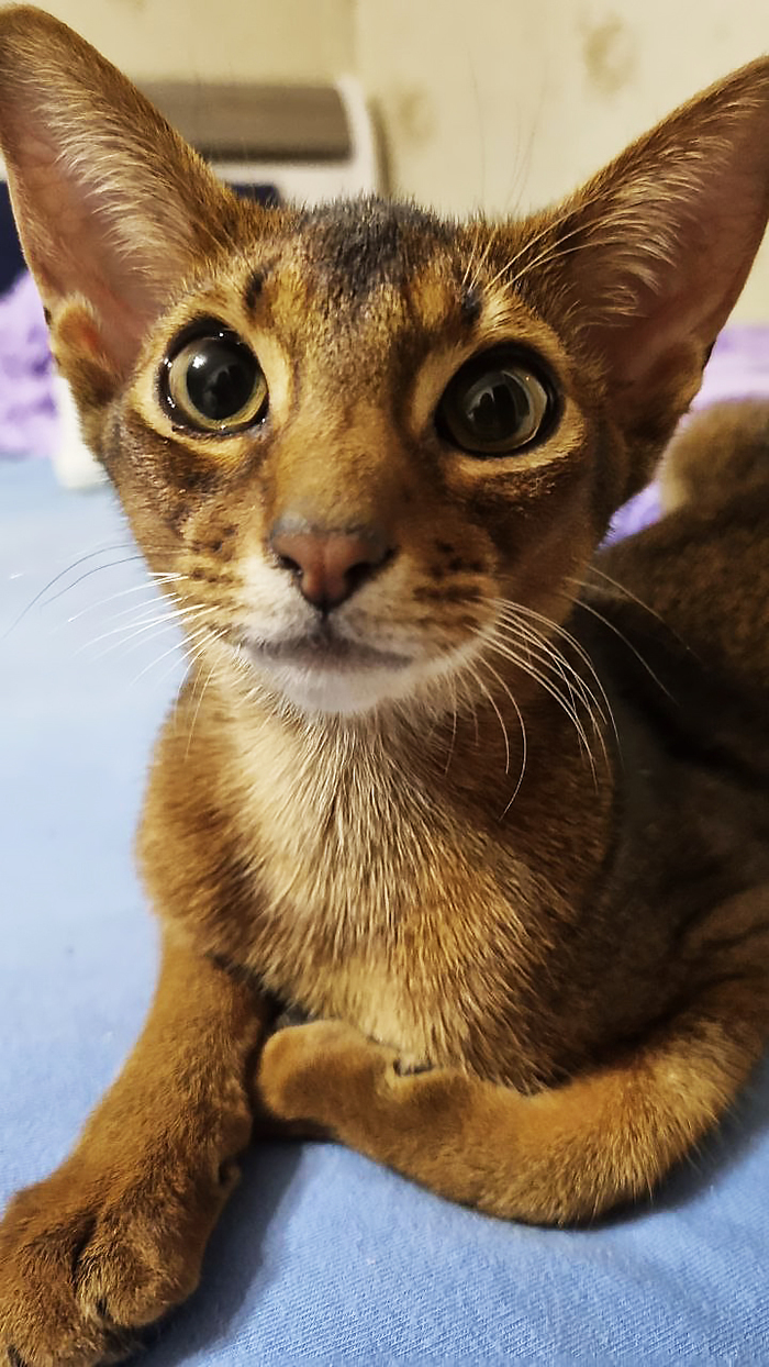 Правильный корм - туть!