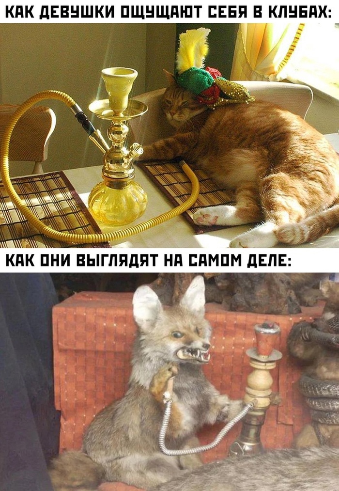 Кальяны еще живы?