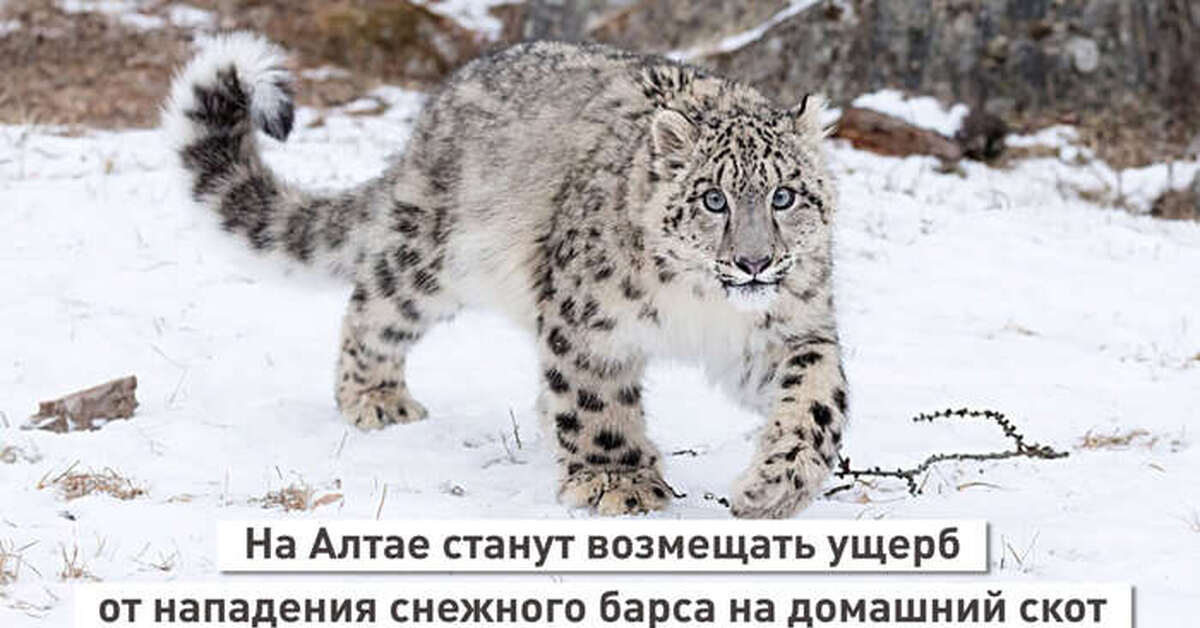 Снежный Барс Ава