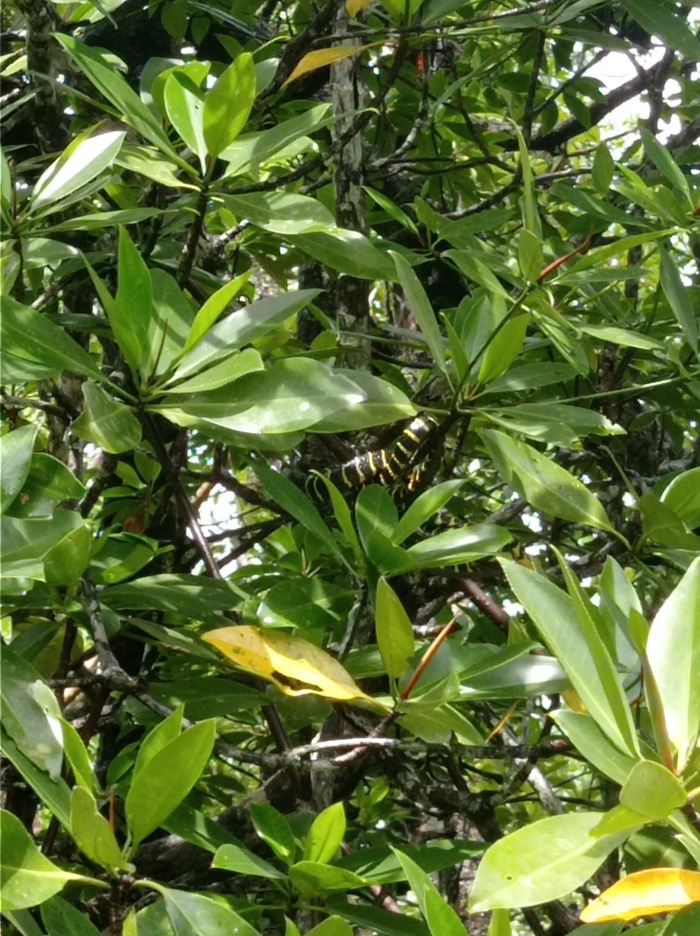 Можно присмотреться и увидеть мангровую змею