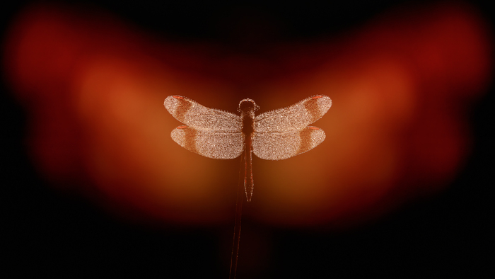 Красная+оранжевая подсветка и белый свет на основной кадр с моделью