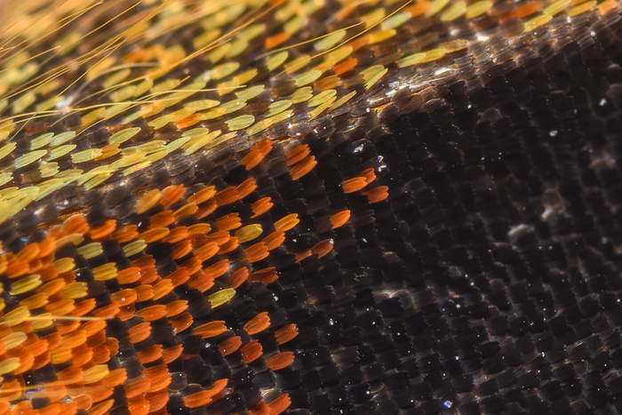 Фотографировал на Nikon Z6II, Laowa 25mm 2.5-5X