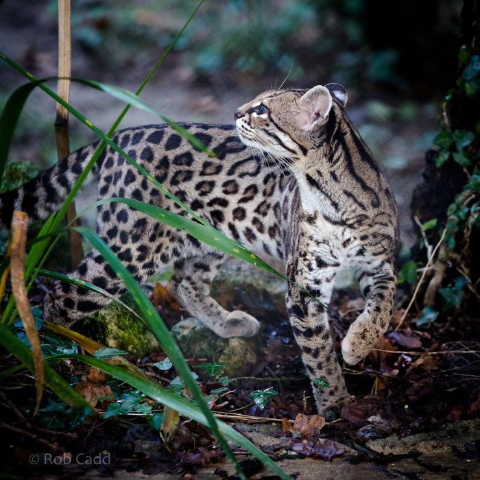 Парк диких животные Порт-Лимпн