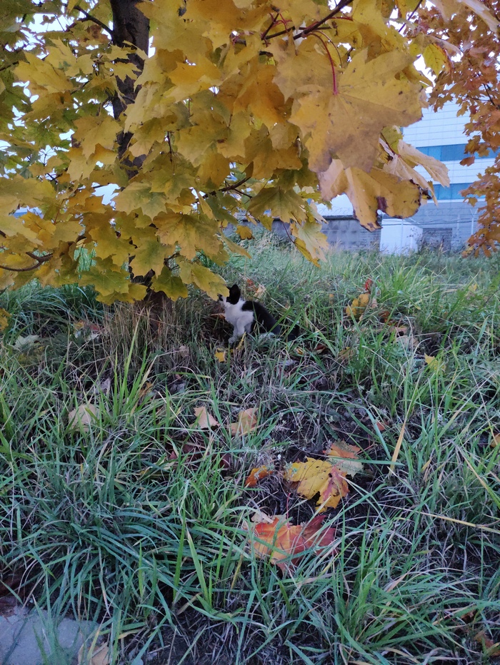 Шёл на работу, и не смог не сфотографировать это маленькое чудо