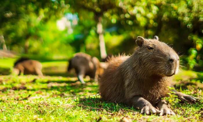 Я на солнышке лежу ...