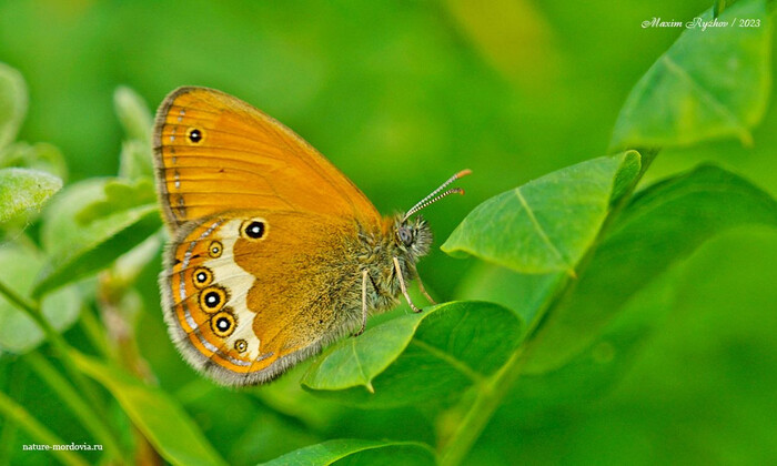   (Coenonympha arcania)