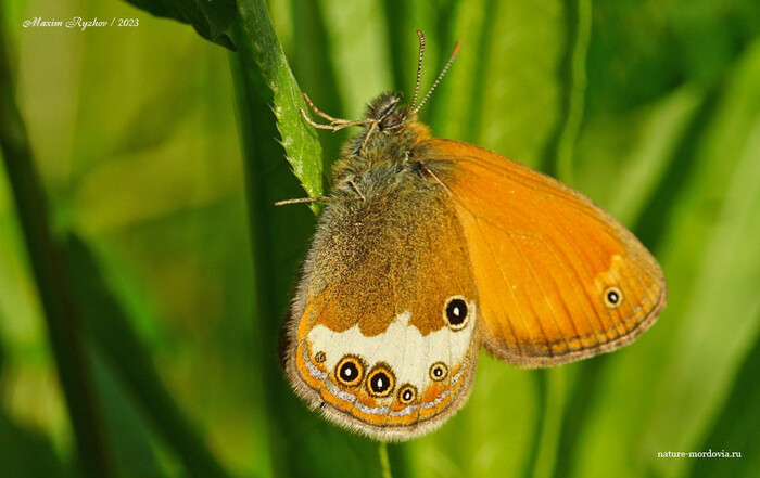   (Coenonympha arcania)