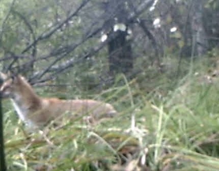 Лиса попала в объектив фотоловушки