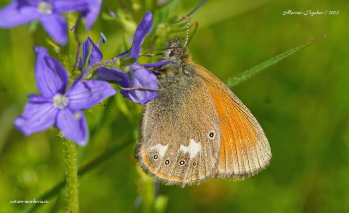   (Coenonympha glycerion)