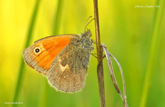   (Coenonympha pamphilus)