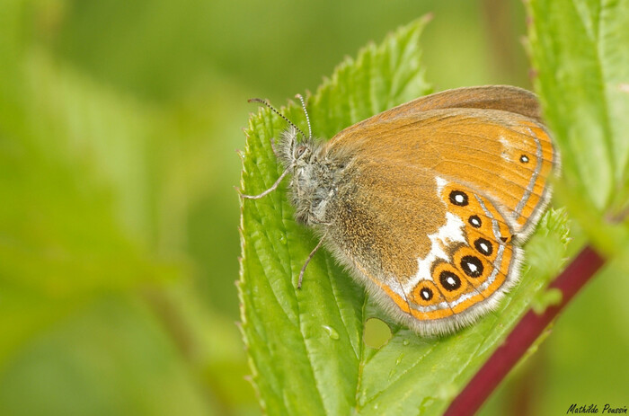 Photo by Mathilde Poussin @ <!--noindex--><a href="https://pikabu.ru/story/sennitsyi_coenonympha_respubliki_mordoviya_10744164?u=http%3A%2F%2Fcbnfc-ori.org&t=cbnfc-ori.org&h=3e017ad70f1bbc651601b8d84a0f48f9116aca2b" title="http://cbnfc-ori.org" target="_blank" rel="nofollow noopener">cbnfc-ori.org</a><!--/noindex-->