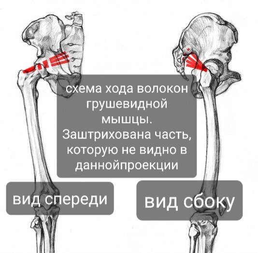 Грушевидная мышца | Пикабу