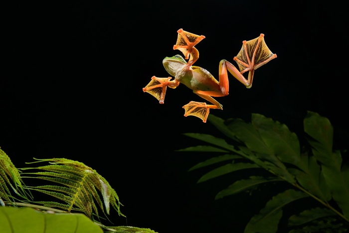 Какие у летающих лягушек лапки! Летательные.