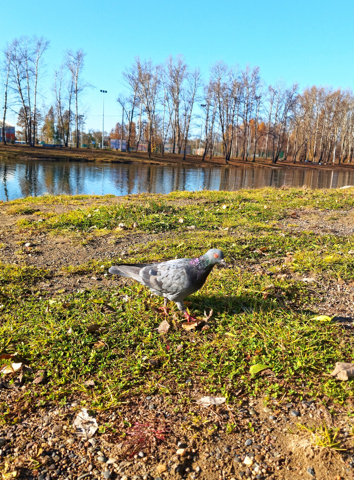 Голубь изучает пляж.