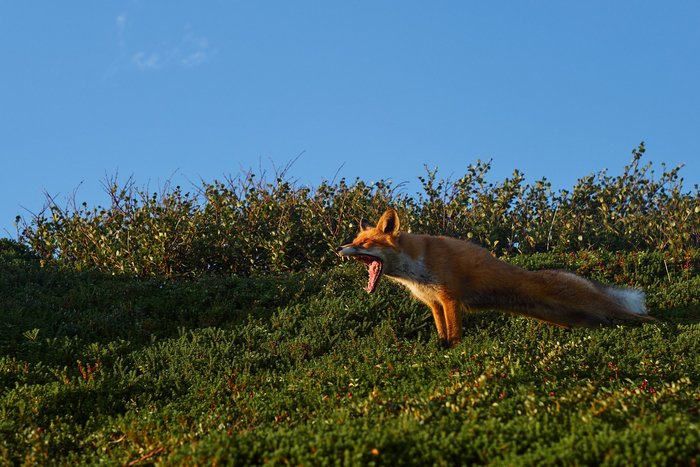Лиса зевает