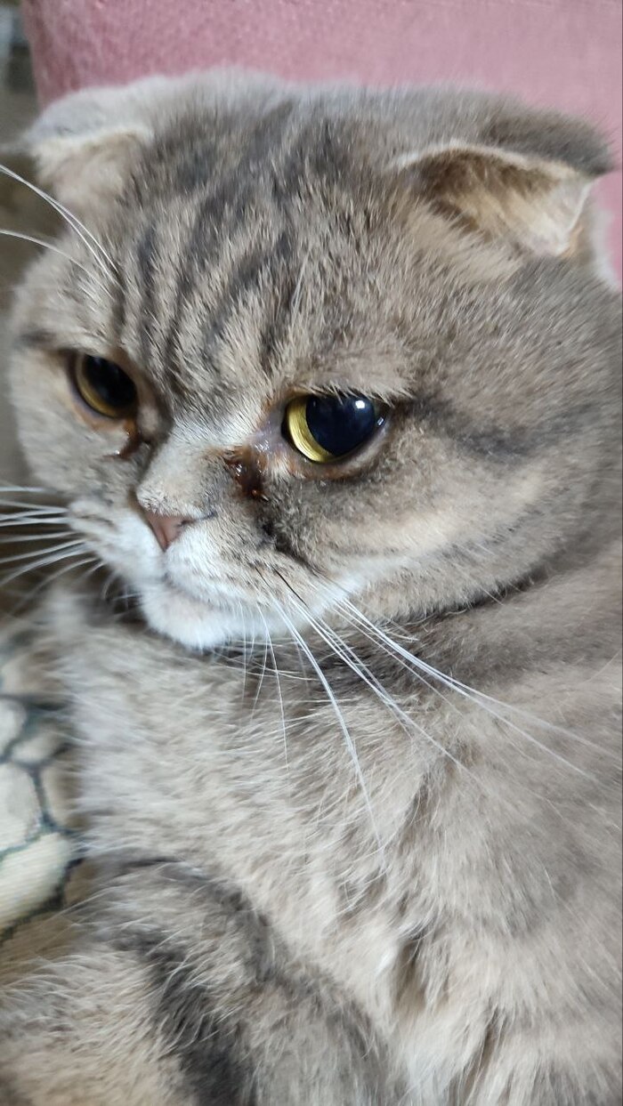 Почему слезятся глаза у Шотландской вислоухой кошки? | Пикабу