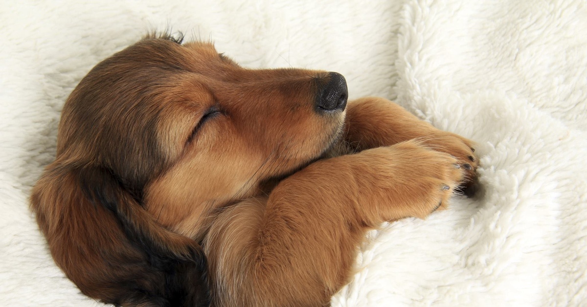 Видео спящей собаки. Спящие щенки. Спящий щенок. Собачка в кровати.