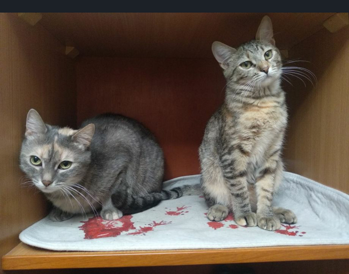 Слева мартышка, справа малыха