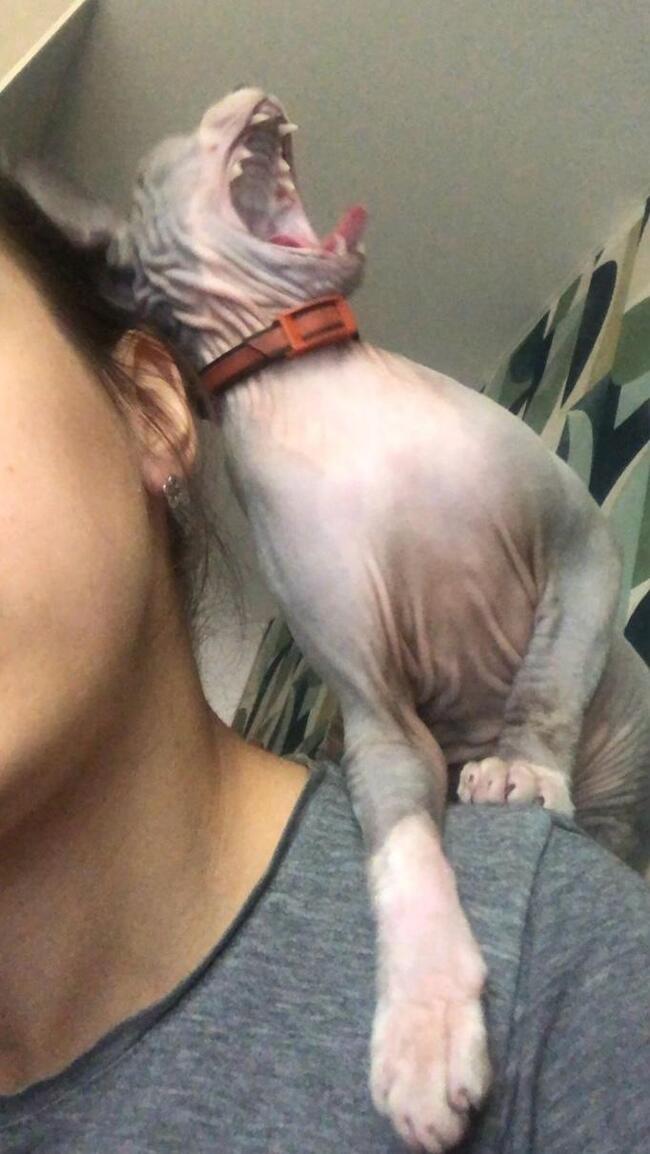 Еще один вид выживших динозавров