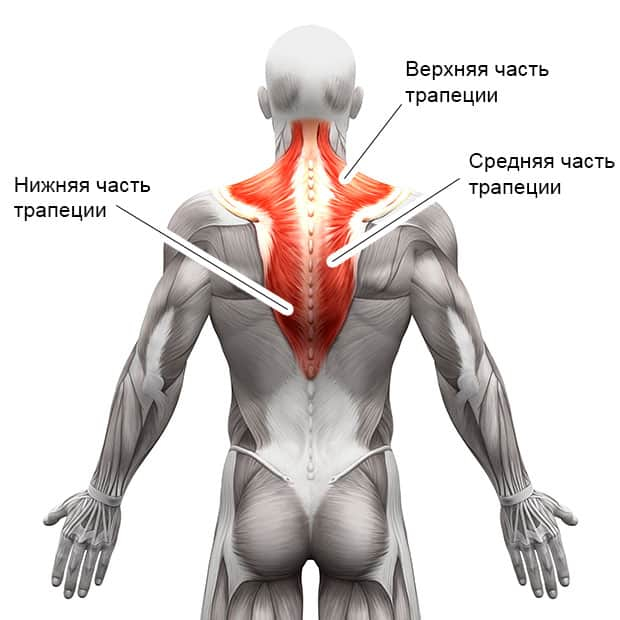 Шраги С Гантелями | Ядерное Упражнение На Трапеции