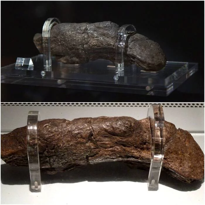 Самая большая какашка в мире называется Viking poo — она была создана викингом в 9-м веке! Фекалии, Факты, Туалетный юмор, Туалет, Дичь, Абсурд, Викинги, Telegram (ссылка), Повтор