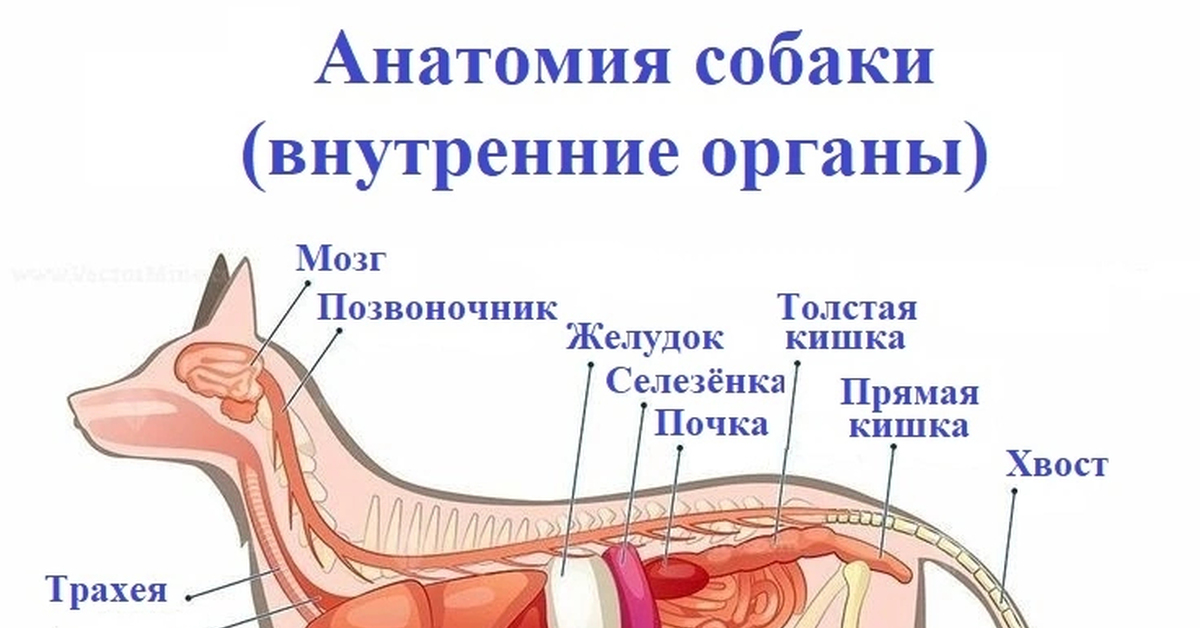 Строение собаки внутренние органы