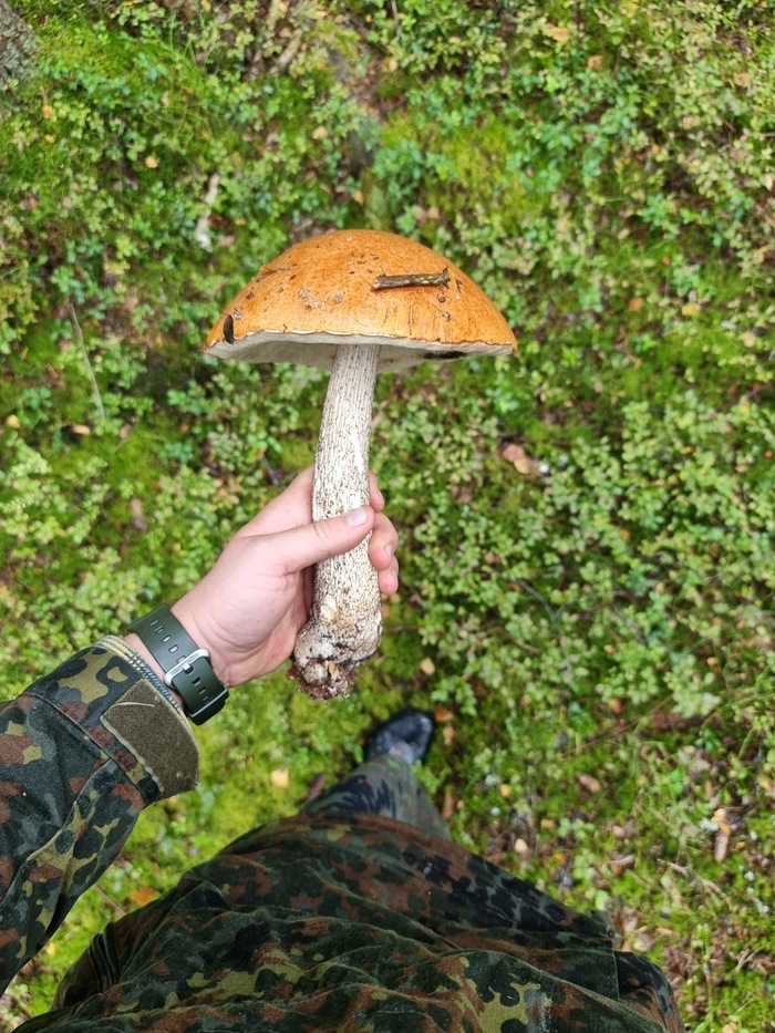 ������� �����������