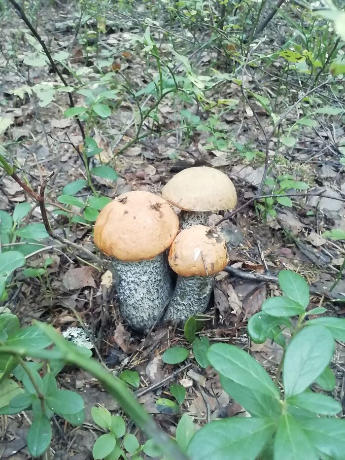 ��������� ������������