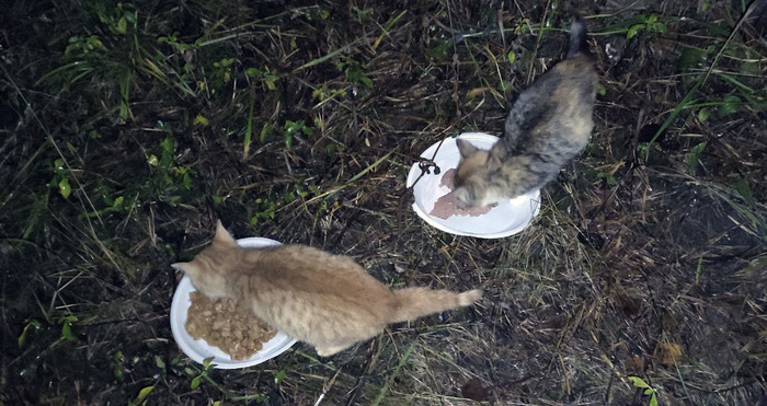 Два котёнка очень хотят домой