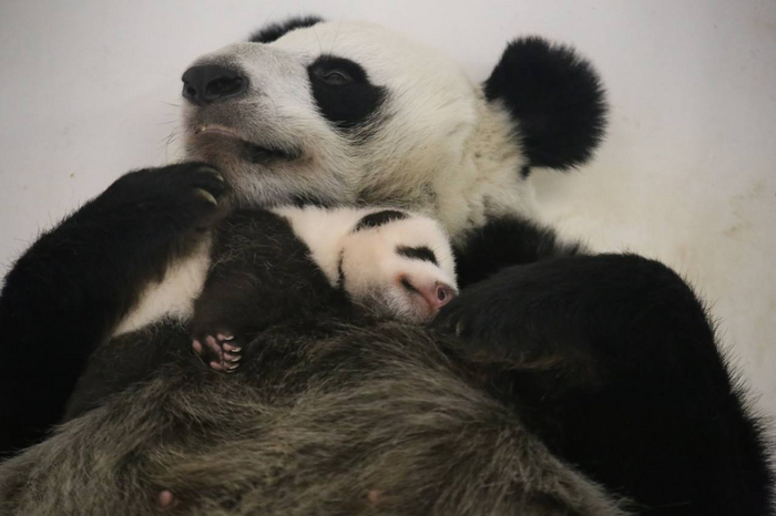 Панда Диндин и её малышка