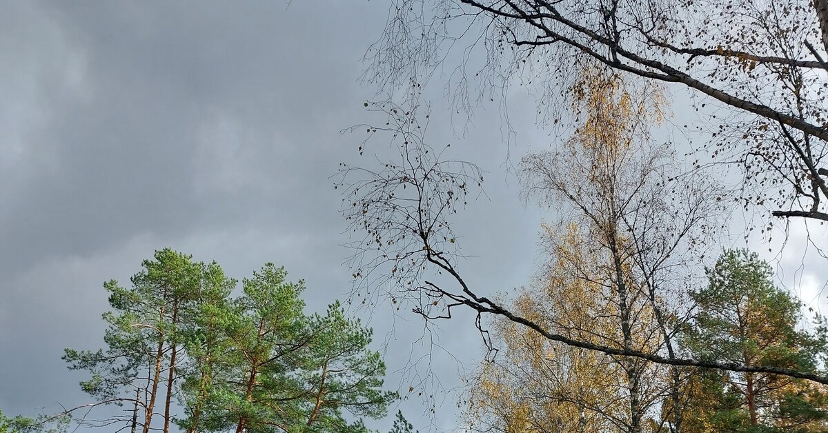 Мухомор | Пикабу