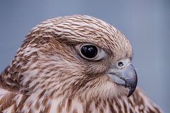 Группа россиян поймала краснокнижную птицу и попала под статью