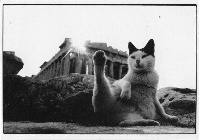 Гениальный фотограф поймал уникальный кадр с котиком