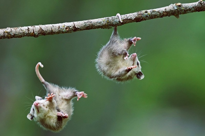 Па ма ги те!