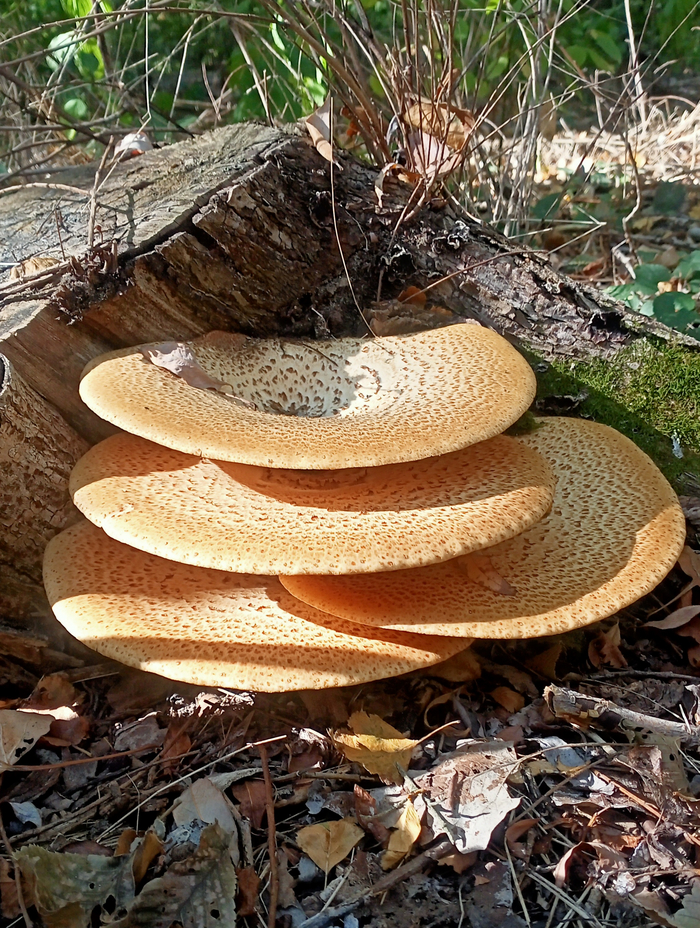 �������� ����������