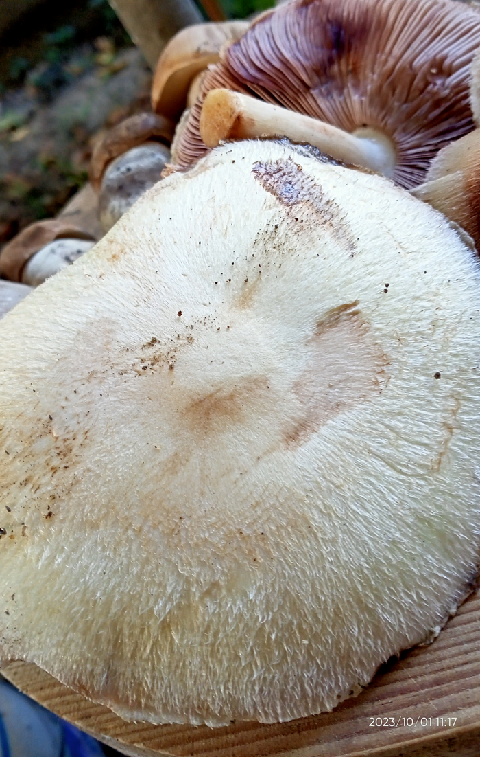 ������������ �����������