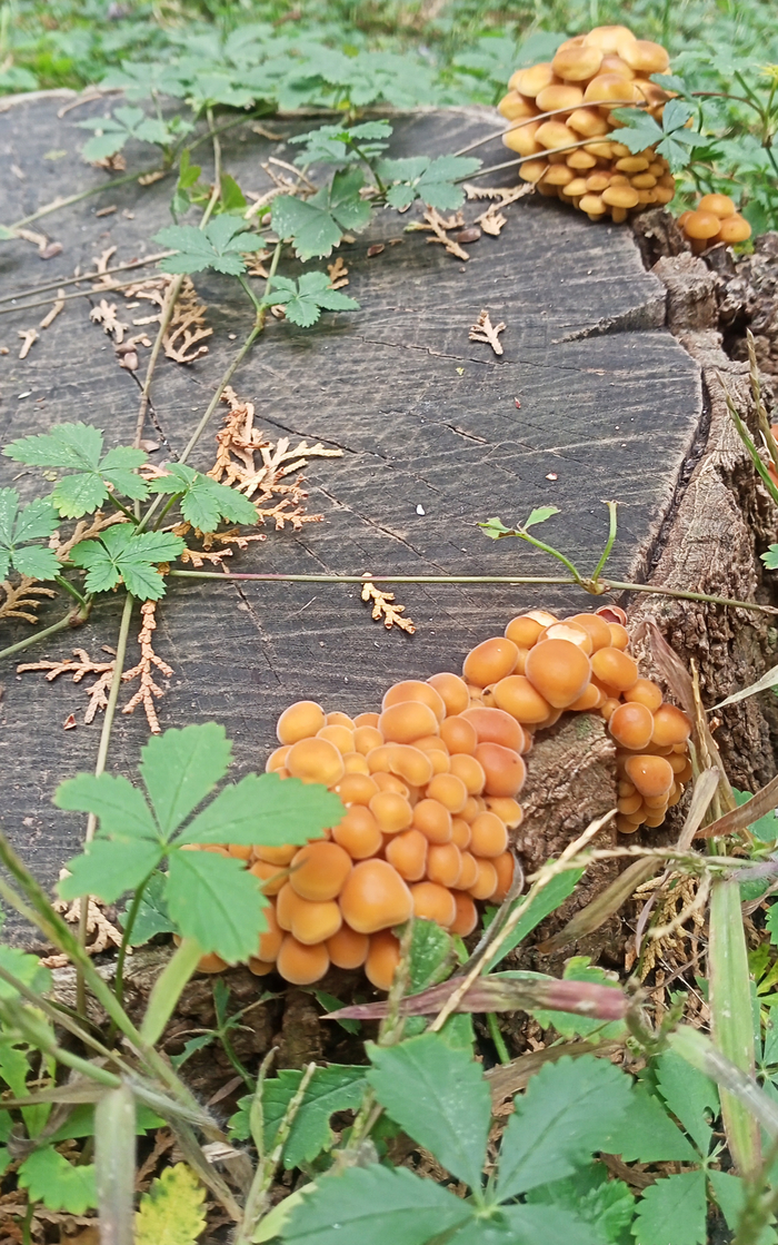 ���������� ������������������