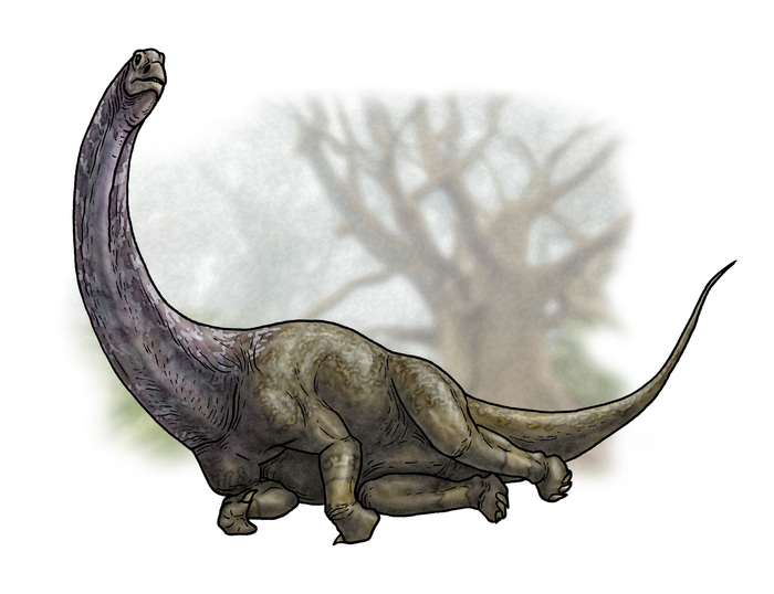 Arkharavia heterocoelica