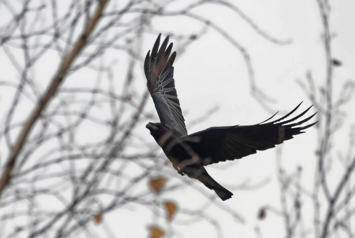 Так-то фотографировать ворона на фоне такого неба дело не благодарное-то я пытался поймать момент пролёта мимо деревьев.