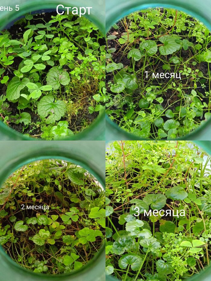 Эволюция вида сверху