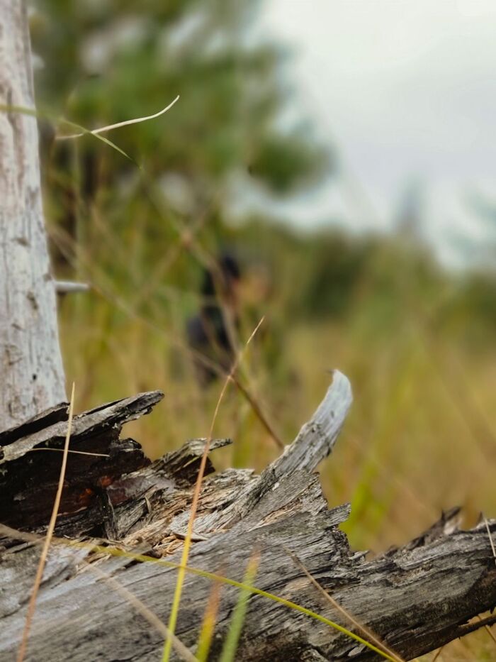 Попытка выбраться из болота.