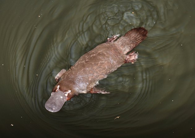 Утконос (Ornithorhynchus anatinus) определённо входит в ряд самых странных зверей на свете: яйцекладущий, ядовитый, млекопитающий, да ещё и с клювом