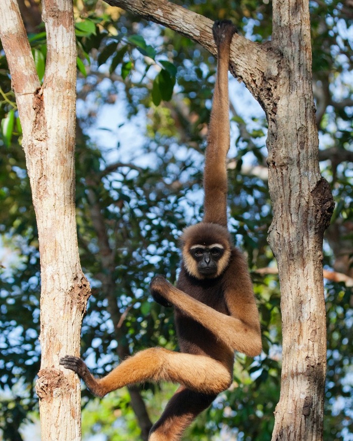 Белобородый гиббон (Hylobates albibarbis).